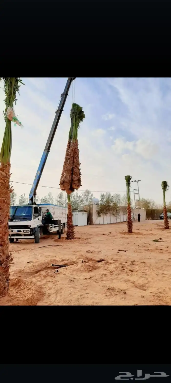 يوجد لديناء جميع انواع النخيل الزينه والعربي وجميع انوع المق 1