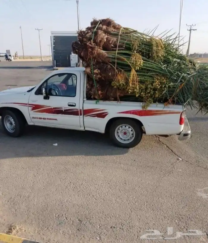 لبيع نخيل القصيم ارس 1