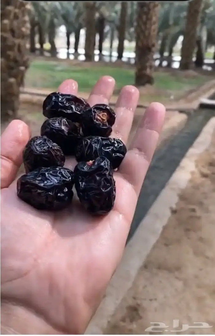 عجوة فاخرة _ كميات 0