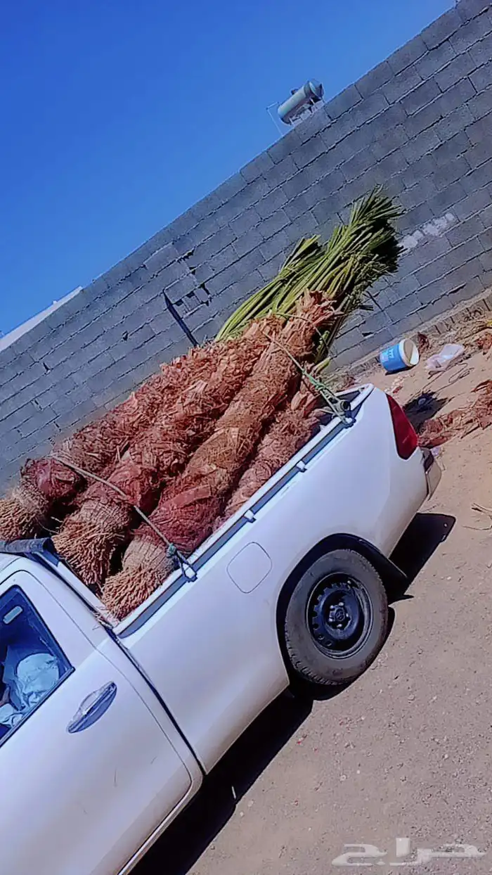 يوجد لديناء جميع انواع النخيل الزينه والعربي وجميع انوع المق 2