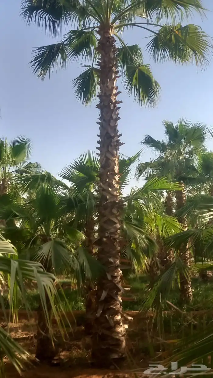 نخيل وشنطونيا اشجار السرو زيتون 0