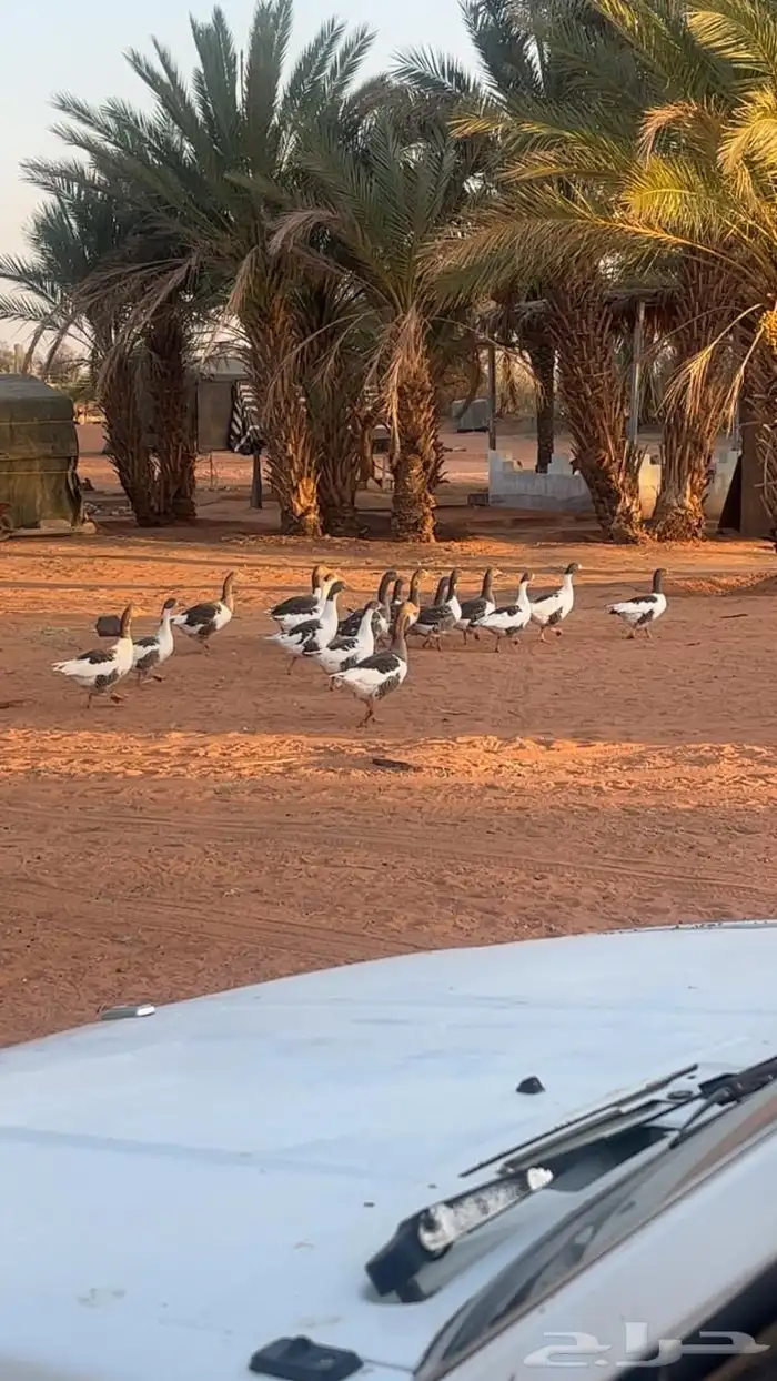 وز عراقي للسوم 1