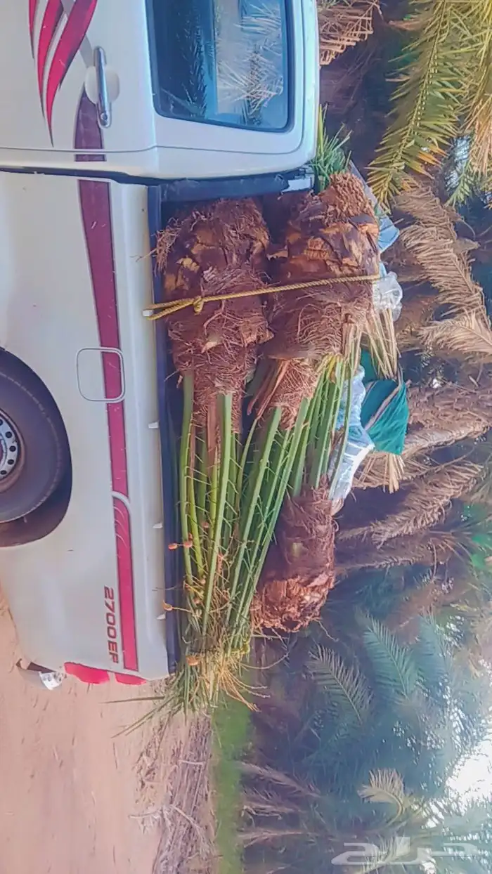 يوجد لدينا جميع انواع النخيل المثمرة وزينه 0
