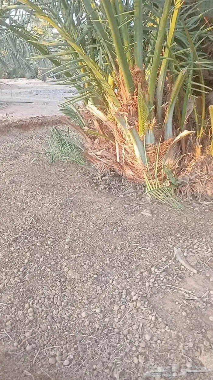 يوجد جميع الأنواع النخيل 2