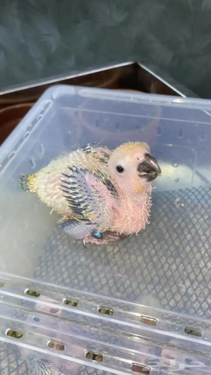 فروخ صن كنيور شمسي فروخ كنيور اناناس 5فروخ كروان (تم البيع) 0