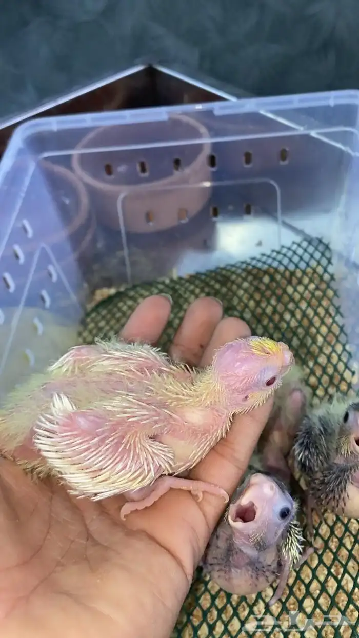 فروخ صن كنيور شمسي فروخ كنيور اناناس 5فروخ كروان (تم البيع) 2