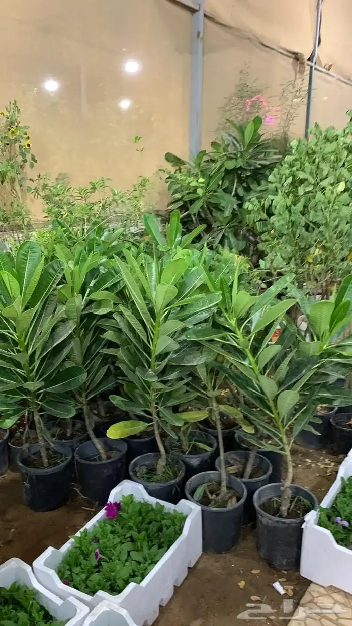 تنسيق حدائق وزراعه النخل والاشجار 2