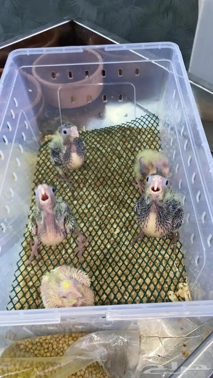 فروخ صن كنيور شمسي فروخ كنيور اناناس 5فروخ كروان (تم البيع) 3