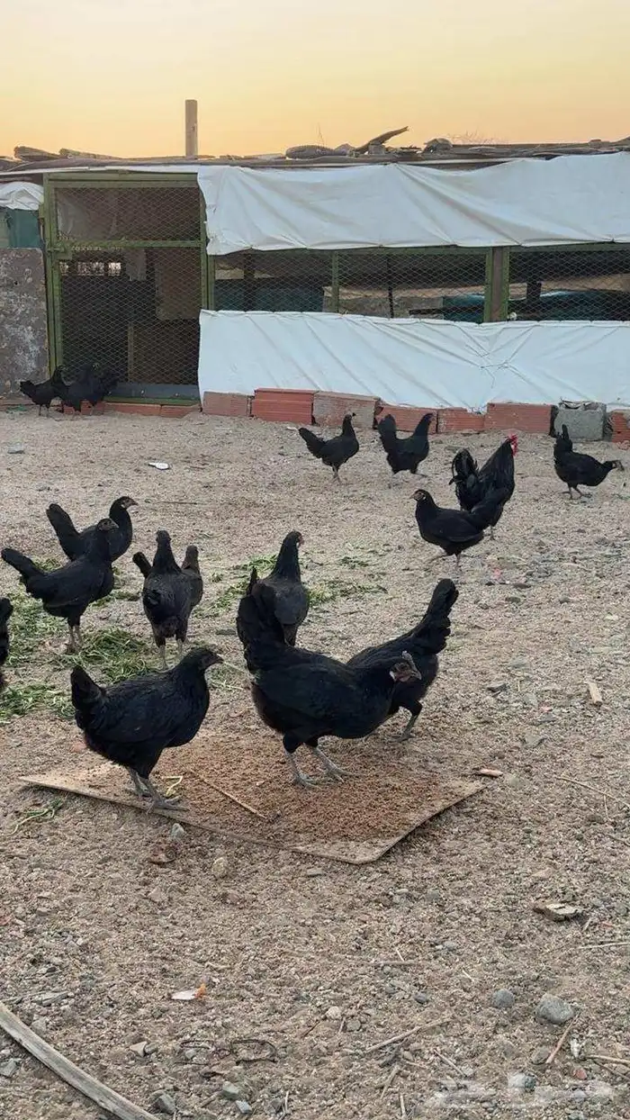دجاج اسود حضان بلدي صحى 100 العدد 2
