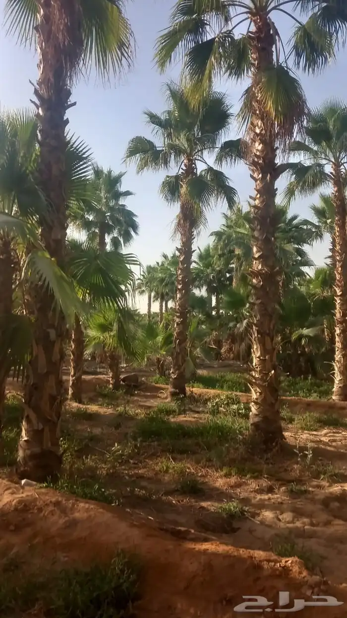 نخيل وشنطونيا اشجار السرو زيتون 1