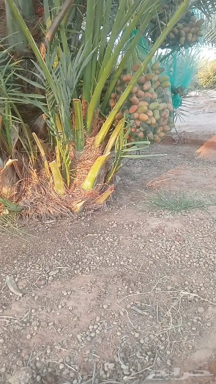 يوجد جميع الأنواع النخيل 3