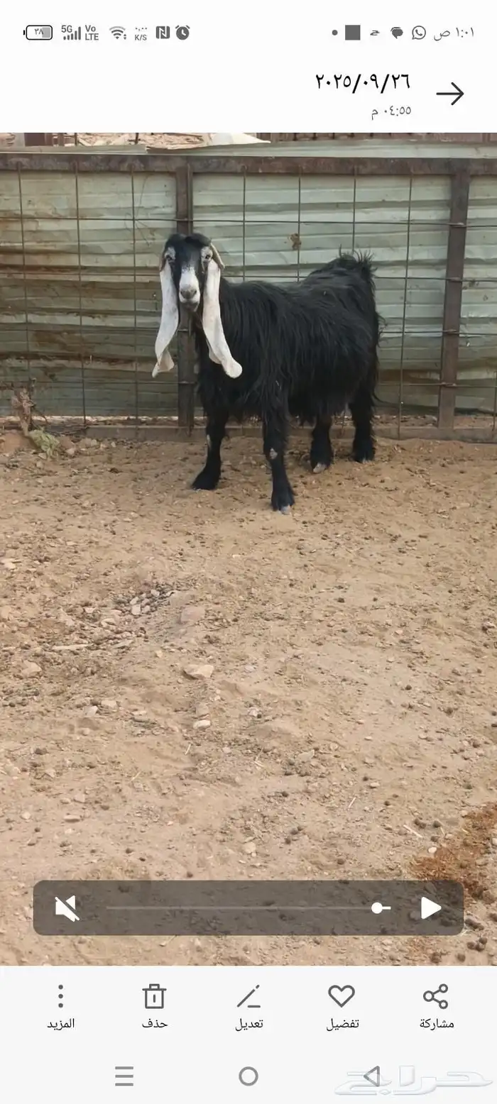 معزا مضاريع 1