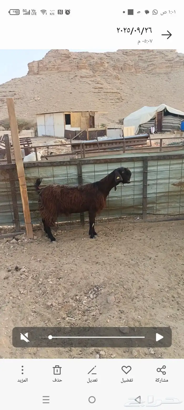 معزا مضاريع 0