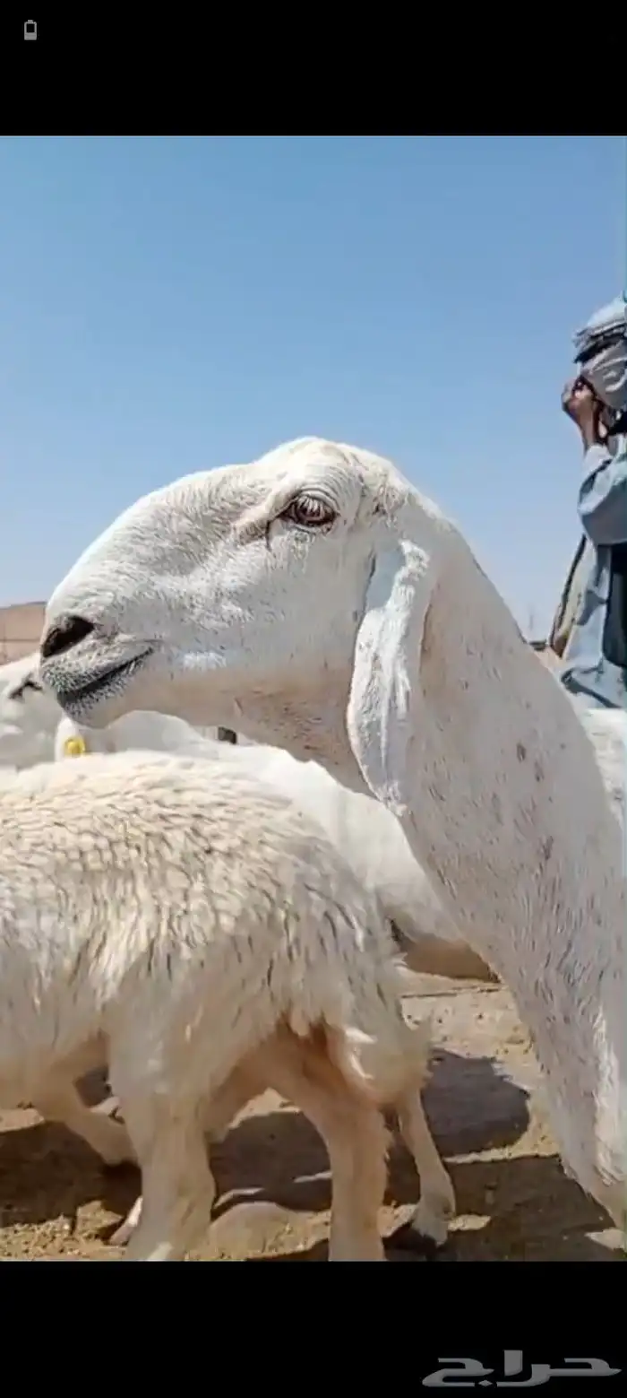 غنم حريه مراح العدد 34 فحولها 3 0