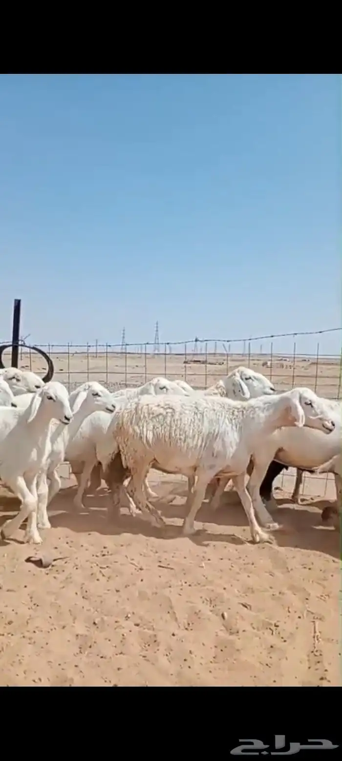 غنم حريه مراح العدد 34 فحولها 3 5