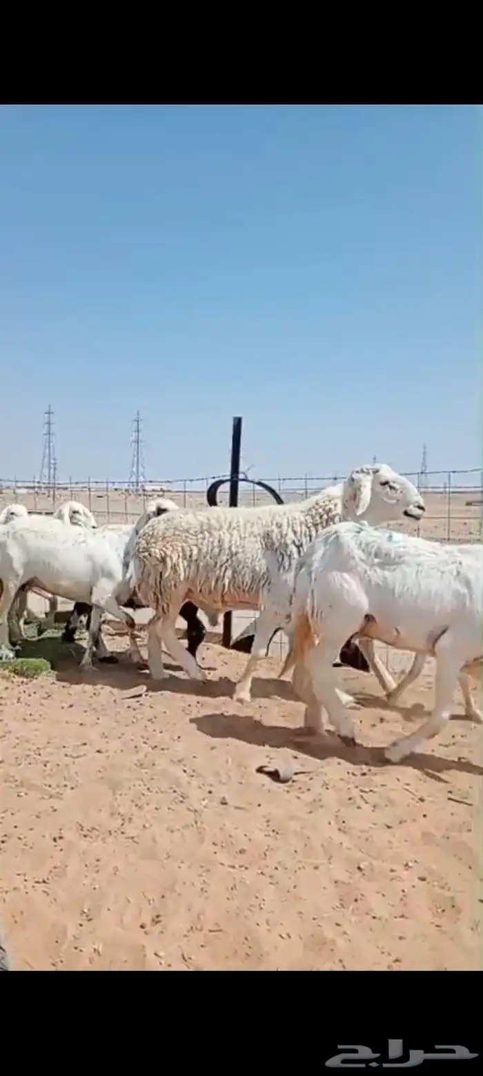 غنم حريه مراح العدد 34 فحولها 3 4