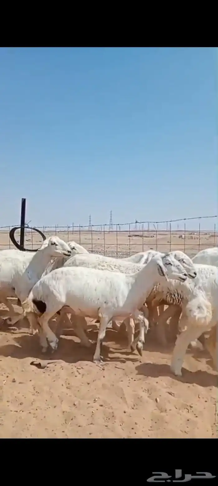 غنم حريه مراح العدد 34 فحولها 3 3