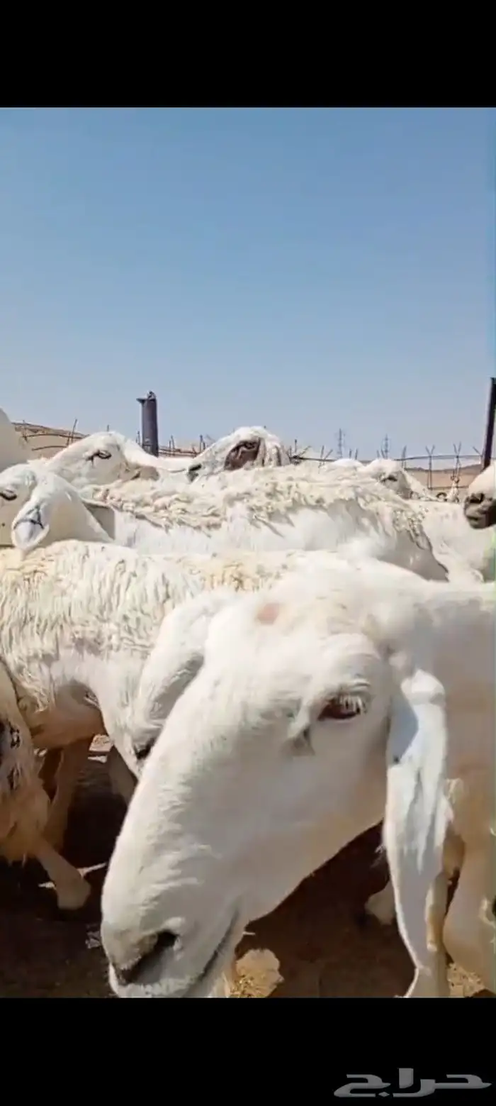 غنم حريه مراح العدد 34 فحولها 3 1