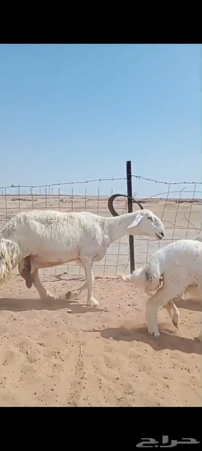 غنم حريه مراح العدد 34 فحولها 3 2