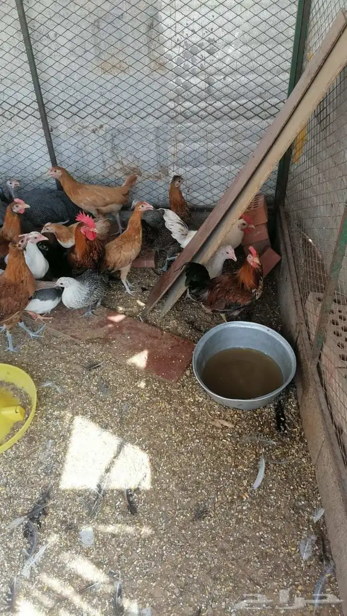دجاج للبيع بشاير 1