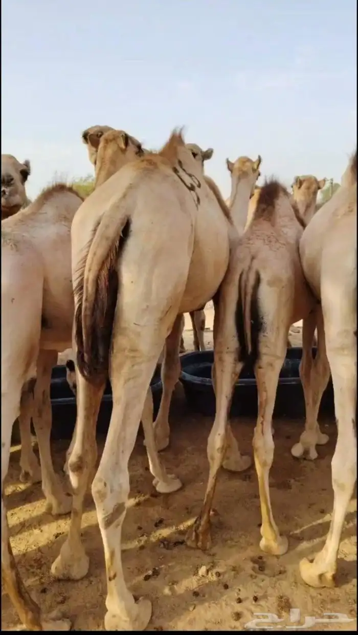 قعدان صومالي مفاريد تبارك الرحمن شي فاخر 5