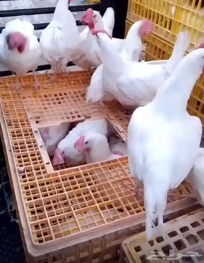 دجاج بياض 0