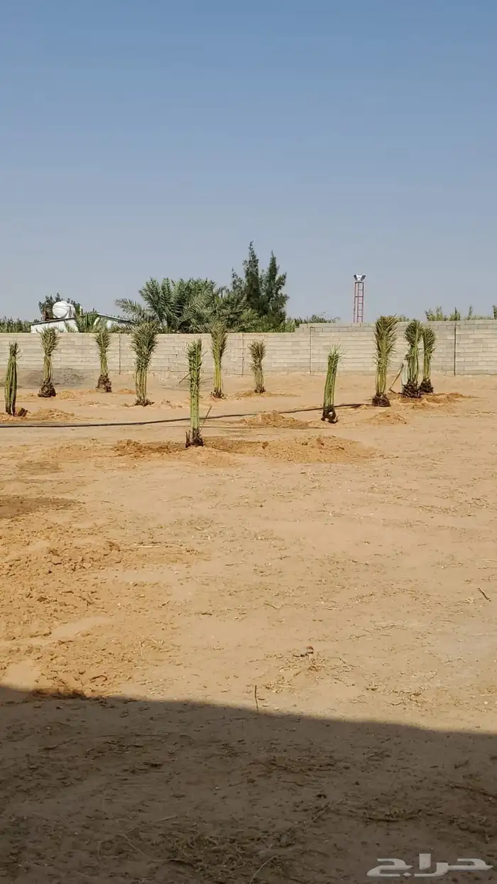 لبيع وشراء جميع انواع. النخيل فروخ وجثايث عربي وواشنطني 5