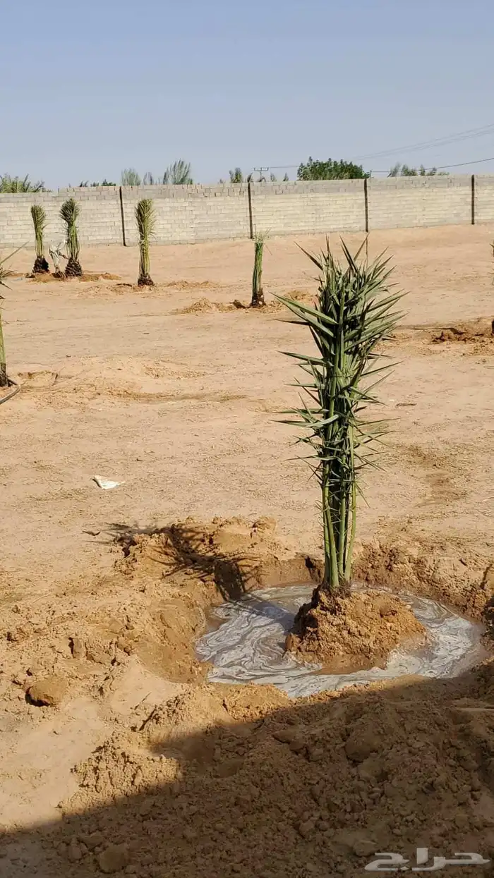 لبيع وشراء جميع انواع. النخيل فروخ وجثايث عربي وواشنطني 6