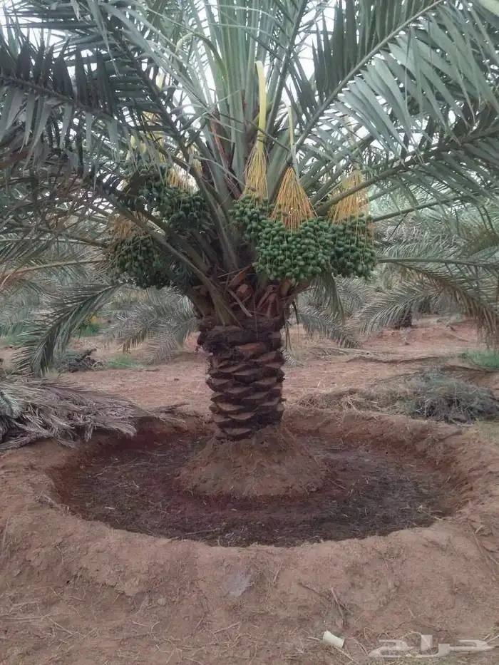 تنظيف احواض النخيل 0