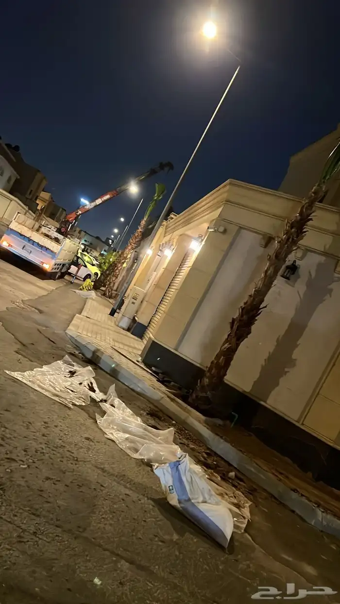 نخيل واشنطني زينه 6