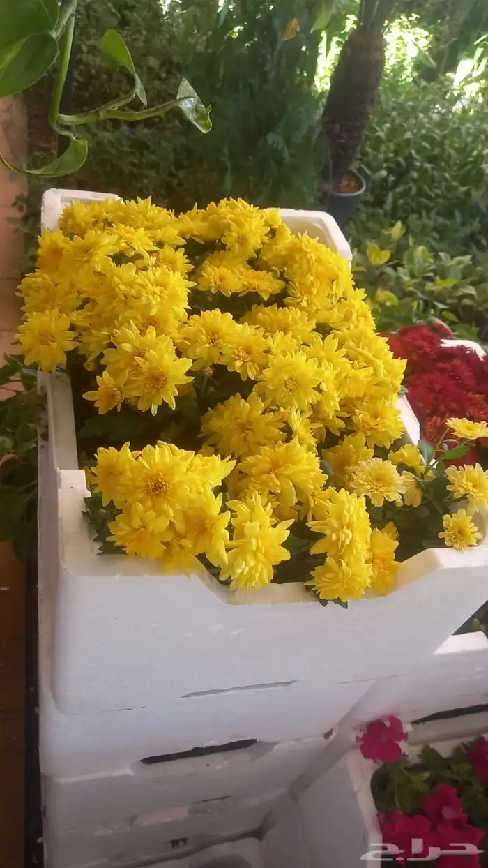 ثيل طبيعي سي الفين درجه اولي 4