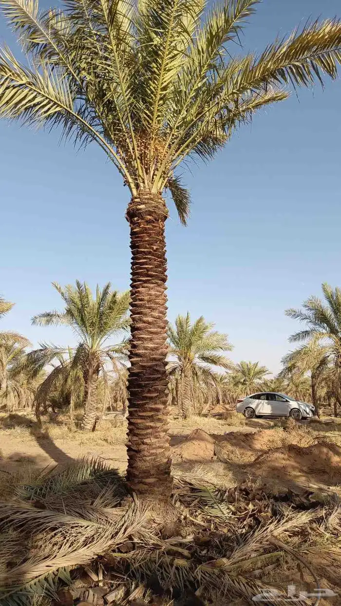 لبيع وشراء جميع انواع. النخيل فروخ وجثايث عربي وواشنطني 8