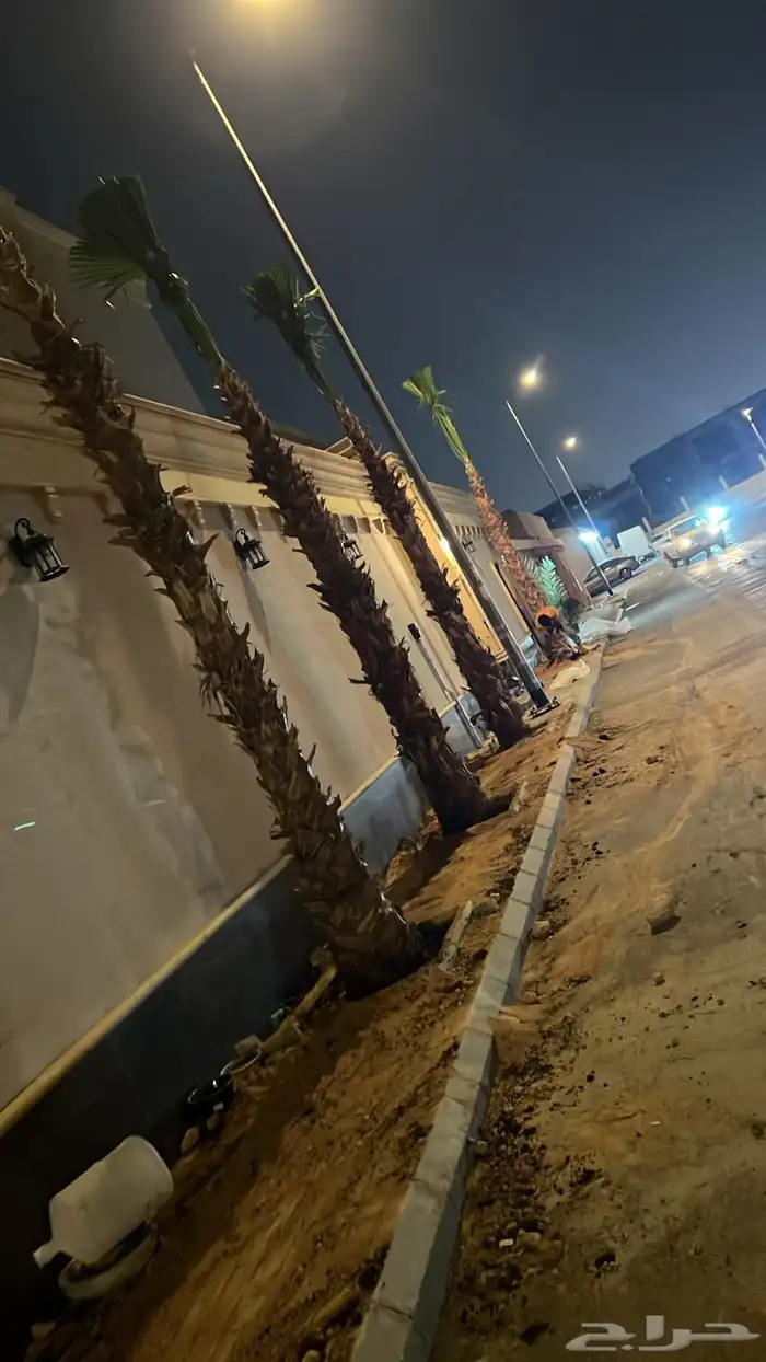 نخيل واشنطني زينه 7