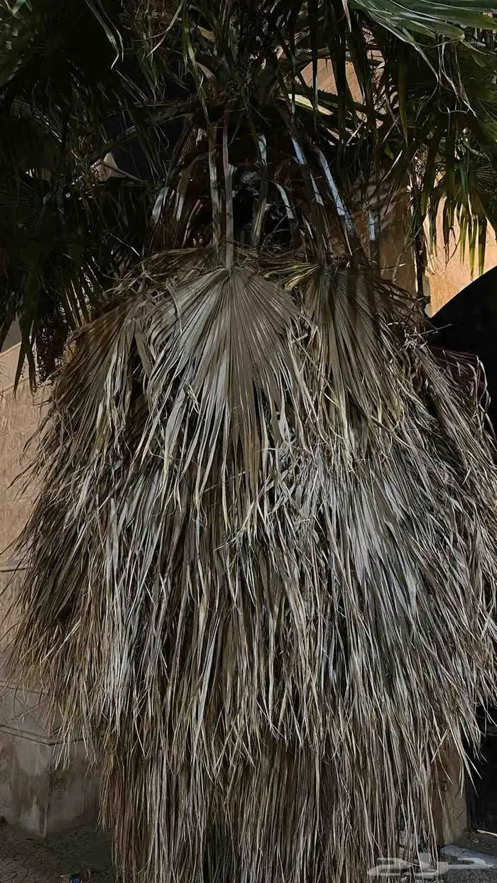 نقوم بقلع وتنضيف النخيل وقص الاشجار وتوريد نخل بجميع انواعه 7