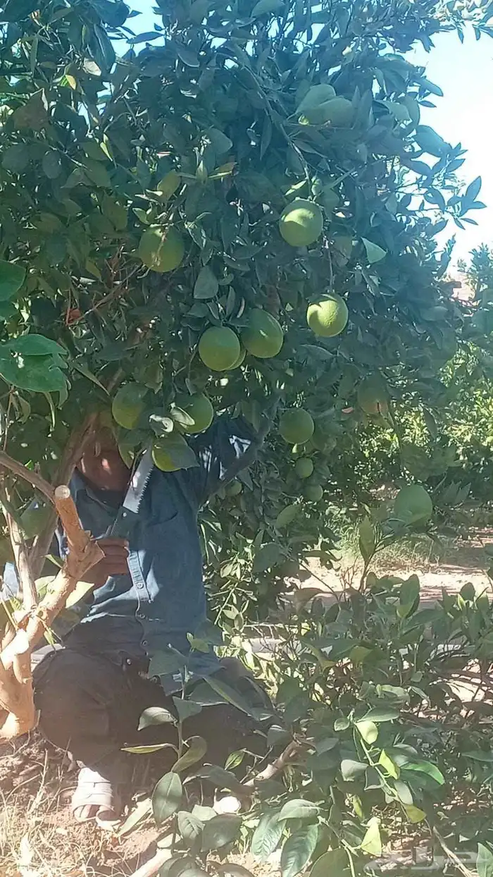 نخل ملوكي وجوز الهند وحمضيات وزيتون مقاسات مختلفه 1