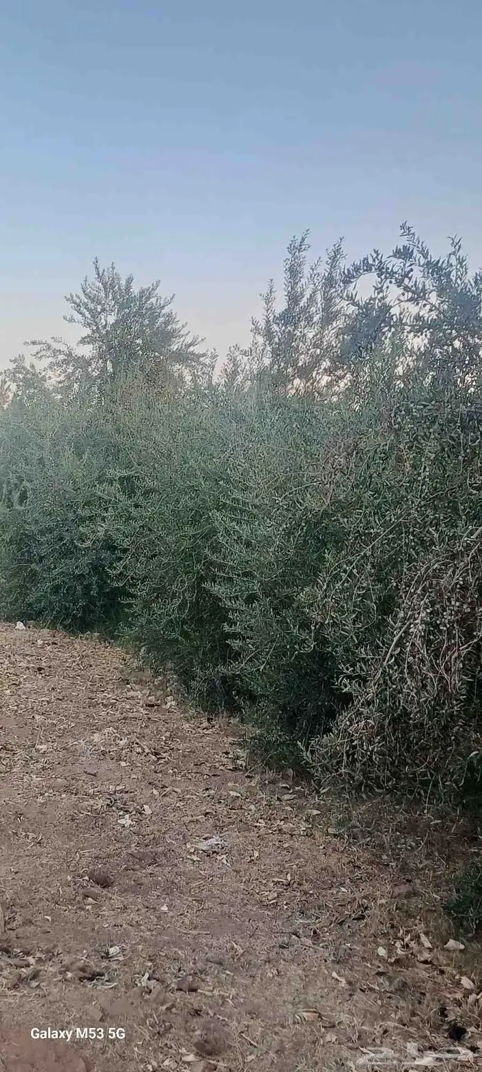 انتاج زيت زيتون للبيع 0