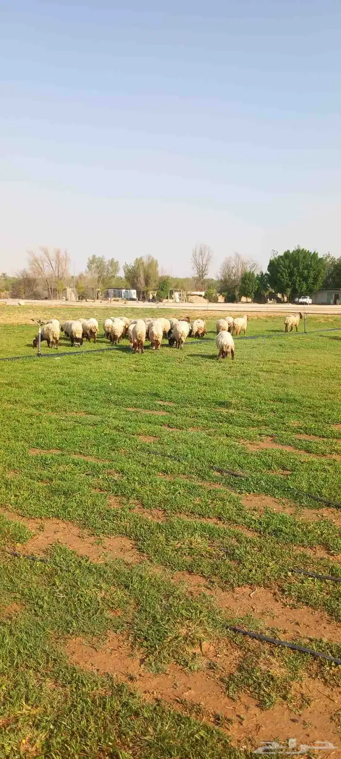 خرفان نعيم بلدي 0