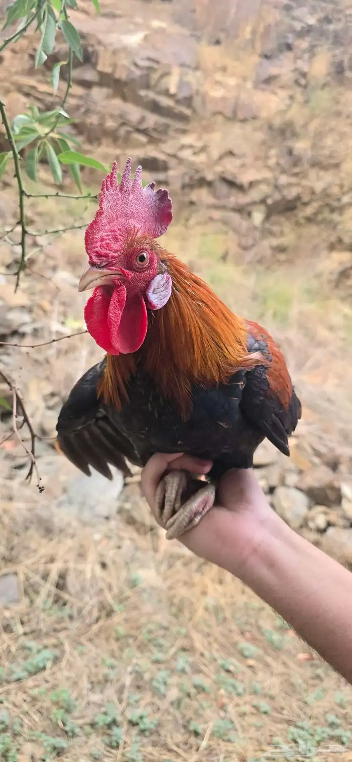 ديك عربي صنف 4