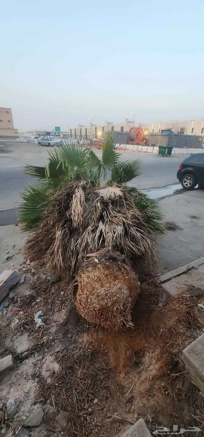 نقوم بقلع وتنضيف النخيل وقص الاشجار وتوريد نخل بجميع انواعه 3