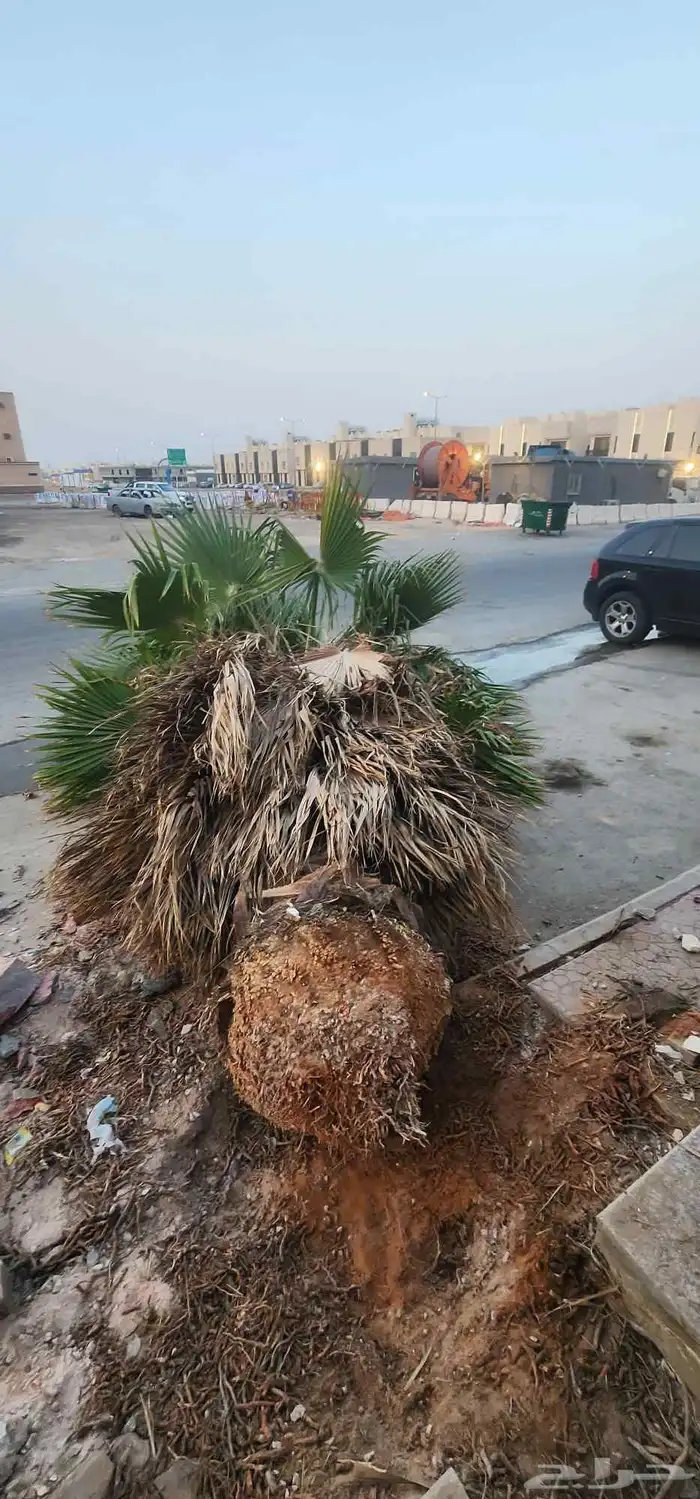 نقوم بقلع وتنضيف النخيل وقص الاشجار وتوريد نخل بجميع انواعه 2