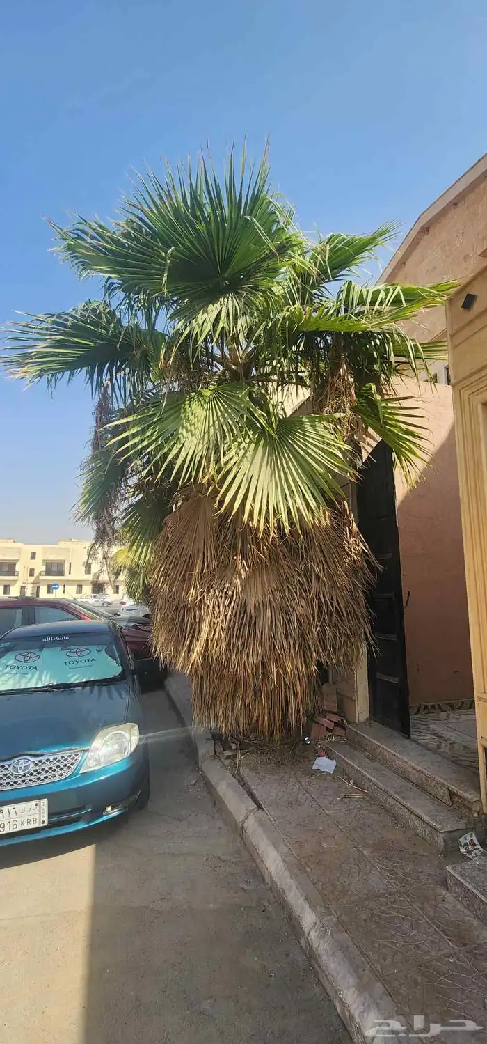 نقوم بقلع وتنضيف النخيل وقص الاشجار وتوريد نخل بجميع انواعه 5