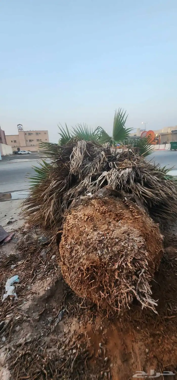 نقوم بقلع وتنضيف النخيل وقص الاشجار وتوريد نخل بجميع انواعه 1