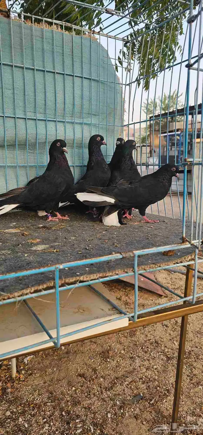 قطايف مذيلات 0