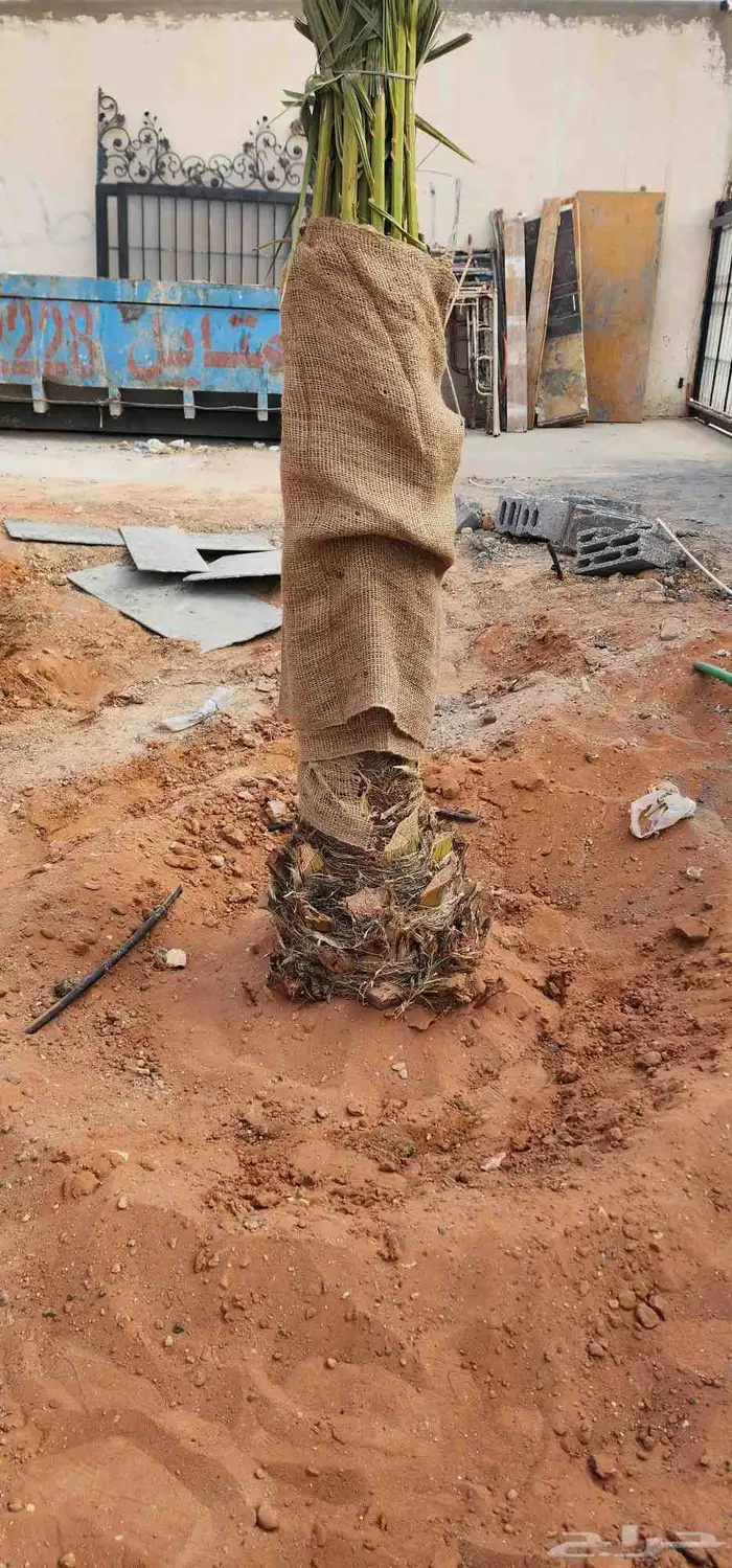 نقوم بقلع وتنضيف النخيل وقص الاشجار وتوريد نخل بجميع انواعه 8
