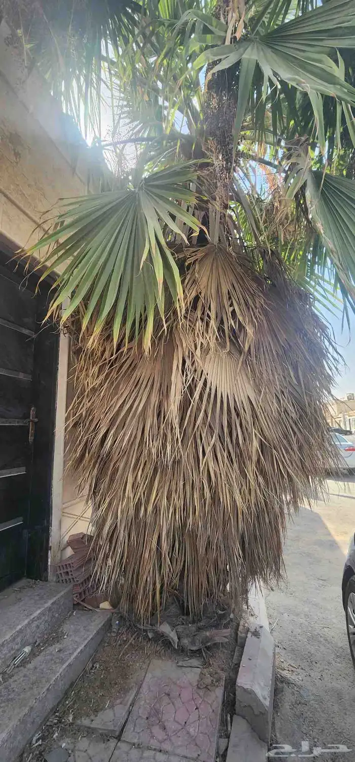 نقوم بقلع وتنضيف النخيل وقص الاشجار وتوريد نخل بجميع انواعه 4