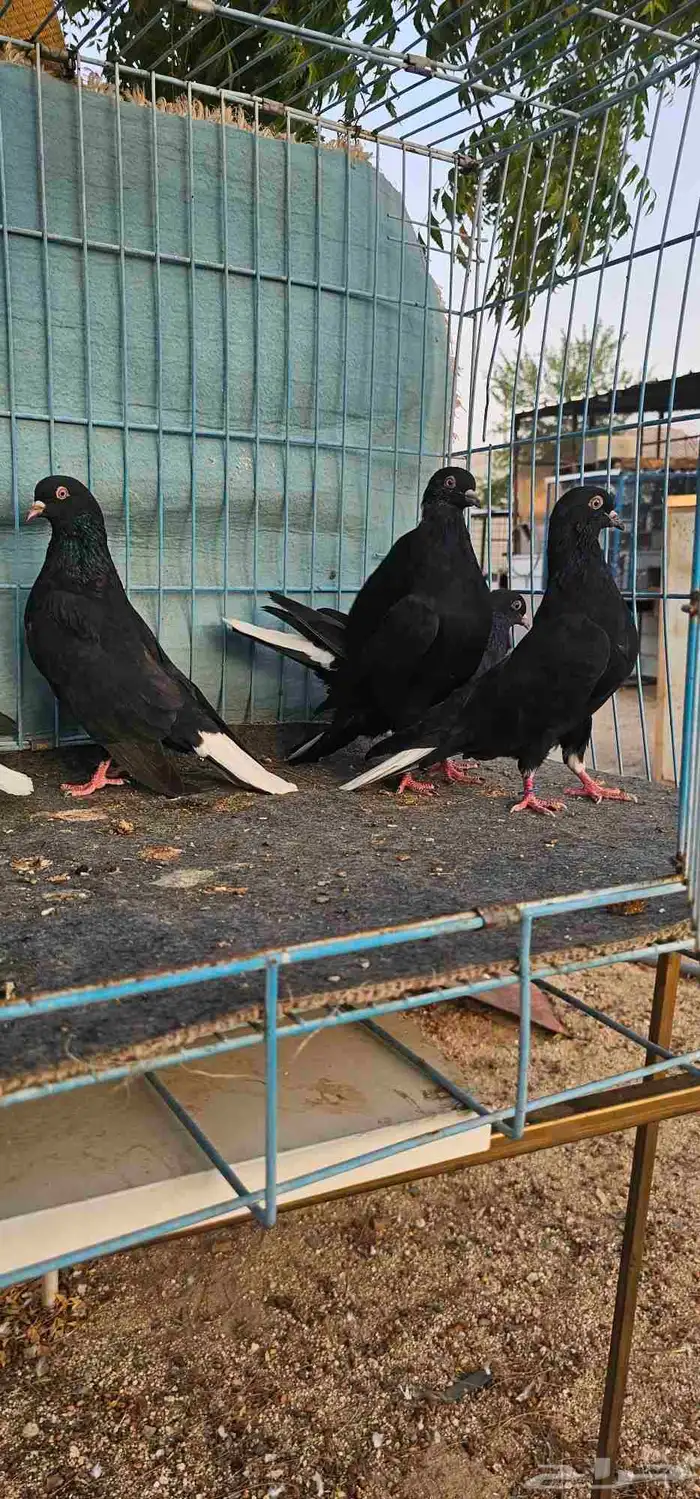 قطايف مذيلات 1