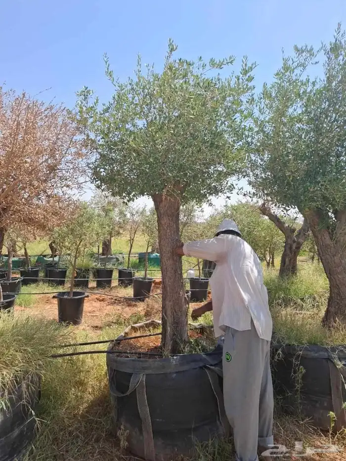 نخيل وشنطونيا اشجار السرو زيتون 8