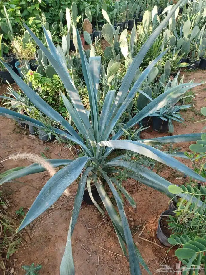 تنسيق حدائق وزراعه النخل والاشجار 1