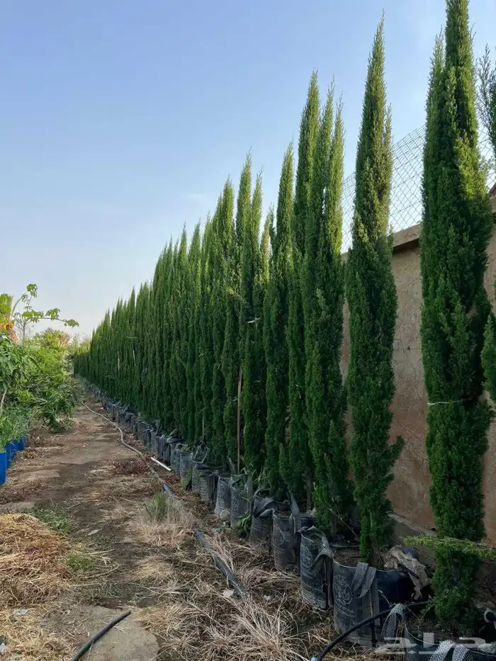 نخيل وشنطونيا اشجار السرو زيتون 6