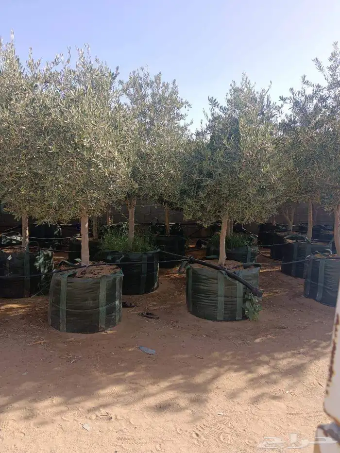 نخيل وشنطونيا اشجار السرو زيتون 9